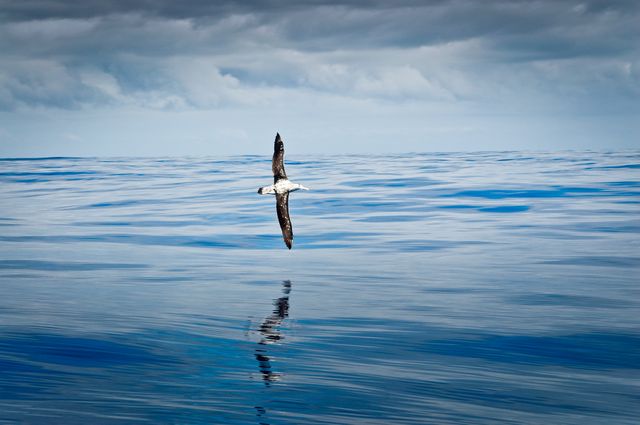 Albatros volant au ras de l'eau