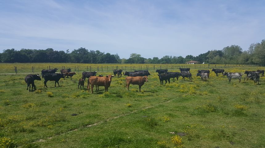 Visite de ganaderias avec la Fédération Française de Course Landaise