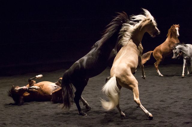Zingaro - Photos extraites du spectacle Ex Anima