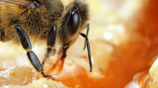 Abeilles, une histoire naturelle