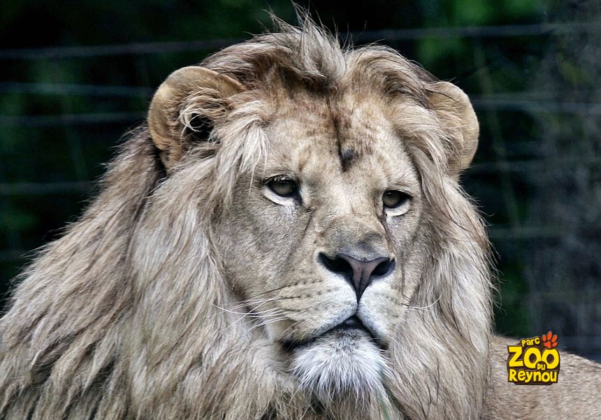 Les lions au parc zoologique du Reynou