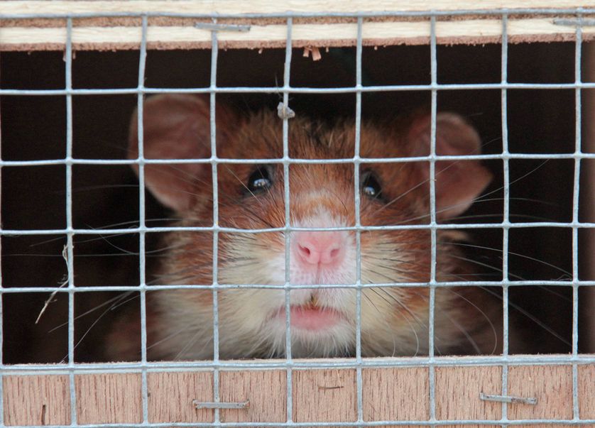 Lâcher de grands hamsters d'Alsace