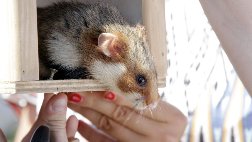 Lâcher d'un grand hamster d'Alsace dans le Bas-Rhin. L'espèce bénéficie d'un plan national d'action pour renforcer sa population.