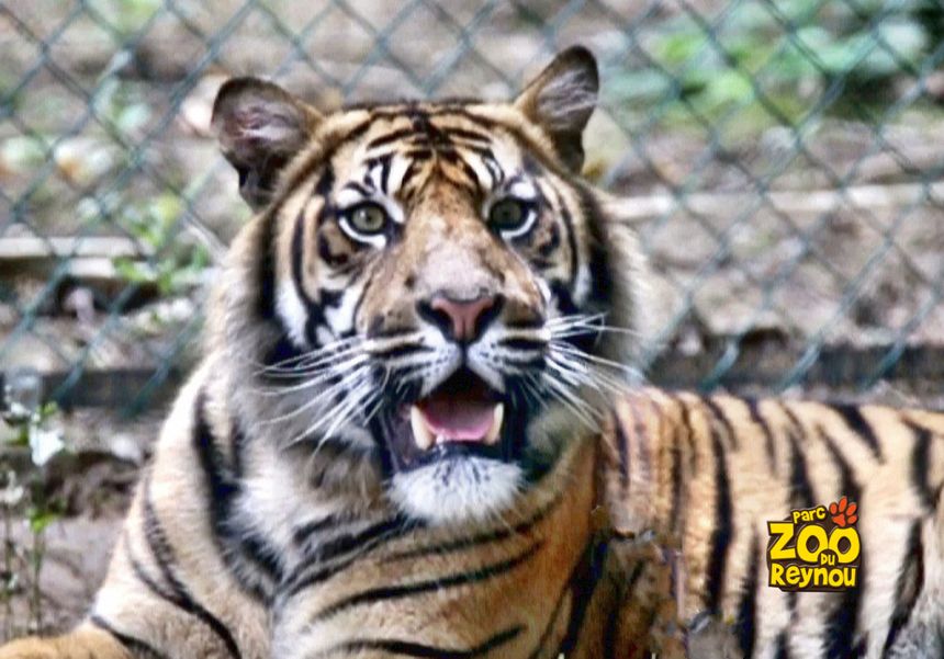 Les tigres...