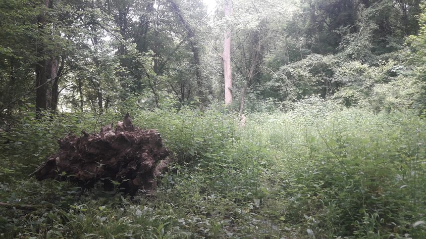 Forêt sauvage en région parisienne, juin 2019.