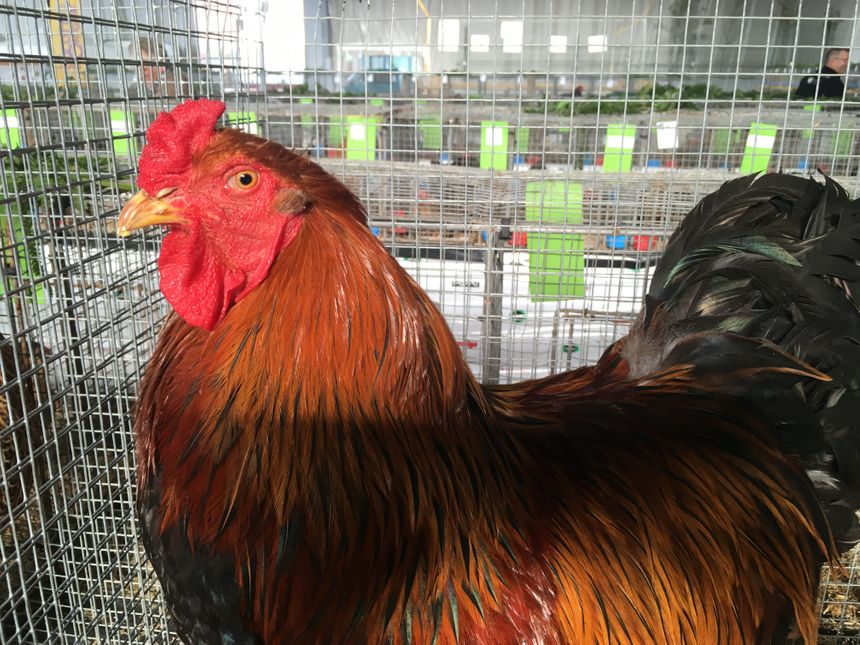 Un beau coq à voir au salon de l'agriculture
