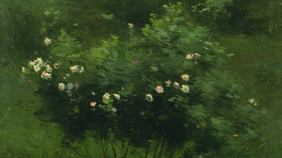 Rose Bush, John Francis Murphy ©Getty