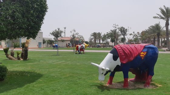 Des vaches colorées qui broutent l’herbe d’une improbable oasis. Bienvenue chez Baladna, dans le désert qatari. ©Radio France - Valérie Crova