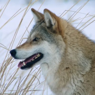 "Le dernier loup" - Les coulisses : les loups sur le tournage