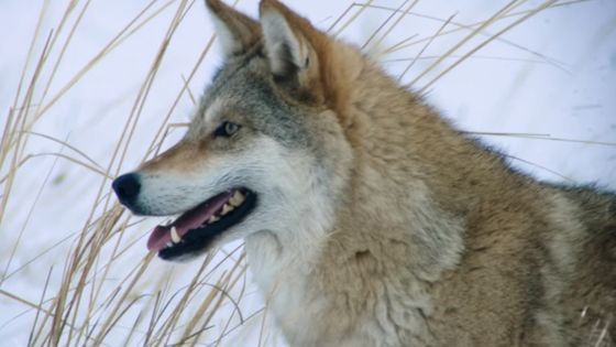 "Le dernier loup" - Les coulisses : les loups sur le tournage - Sabi Mars Films ; Licence Creative Commons Attribution 3.0 Unported
