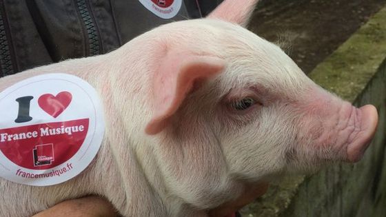 Un petit cochon picard, fidèle auditeur de France Musique ! - Michèle Diaz