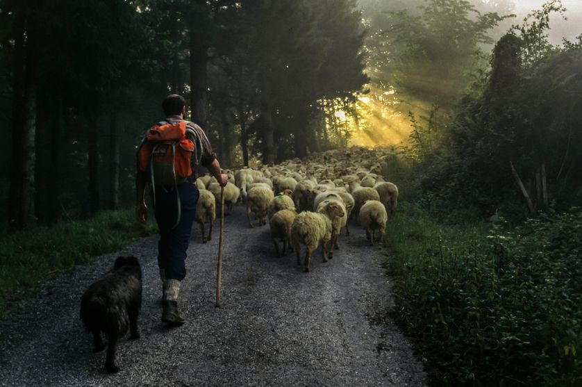 Antoine De Baecque Sur Les Chemins De La Transhumance