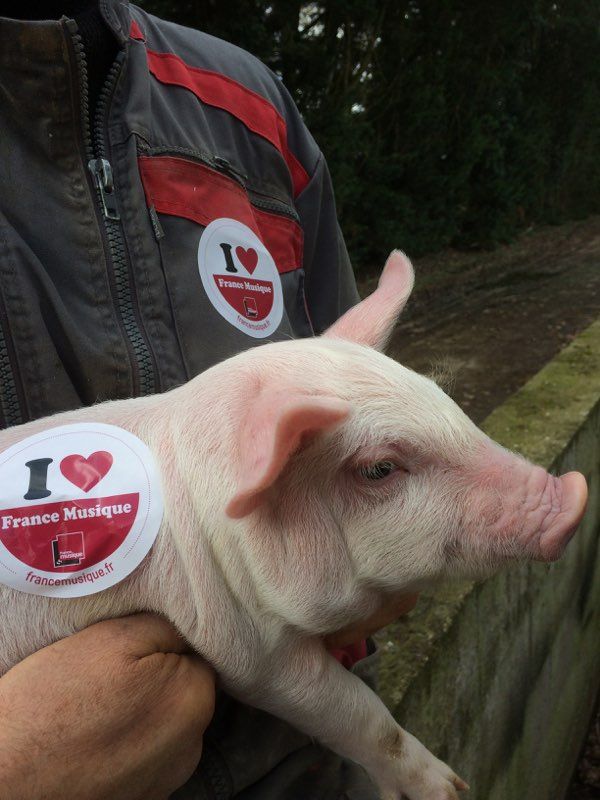 Un petit cochon picard, fidèle auditeur de France Musique !