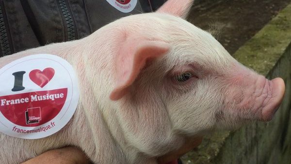 Un petit cochon picard, fidèle auditeur de France Musique !