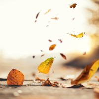 1946, Joseph Kosma compose ''Les feuilles mortes'' / Musicopolis