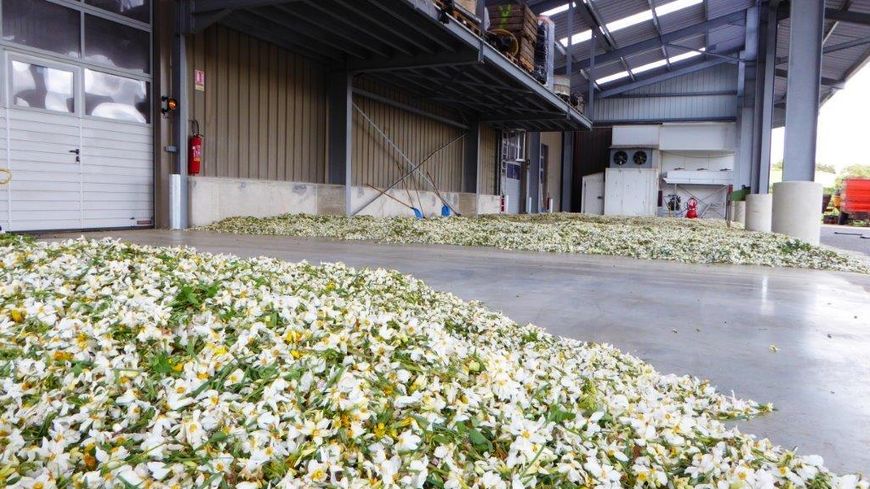 L'usine IFF à Aumont-Aubrac où les fleurs sont transformées en concrete