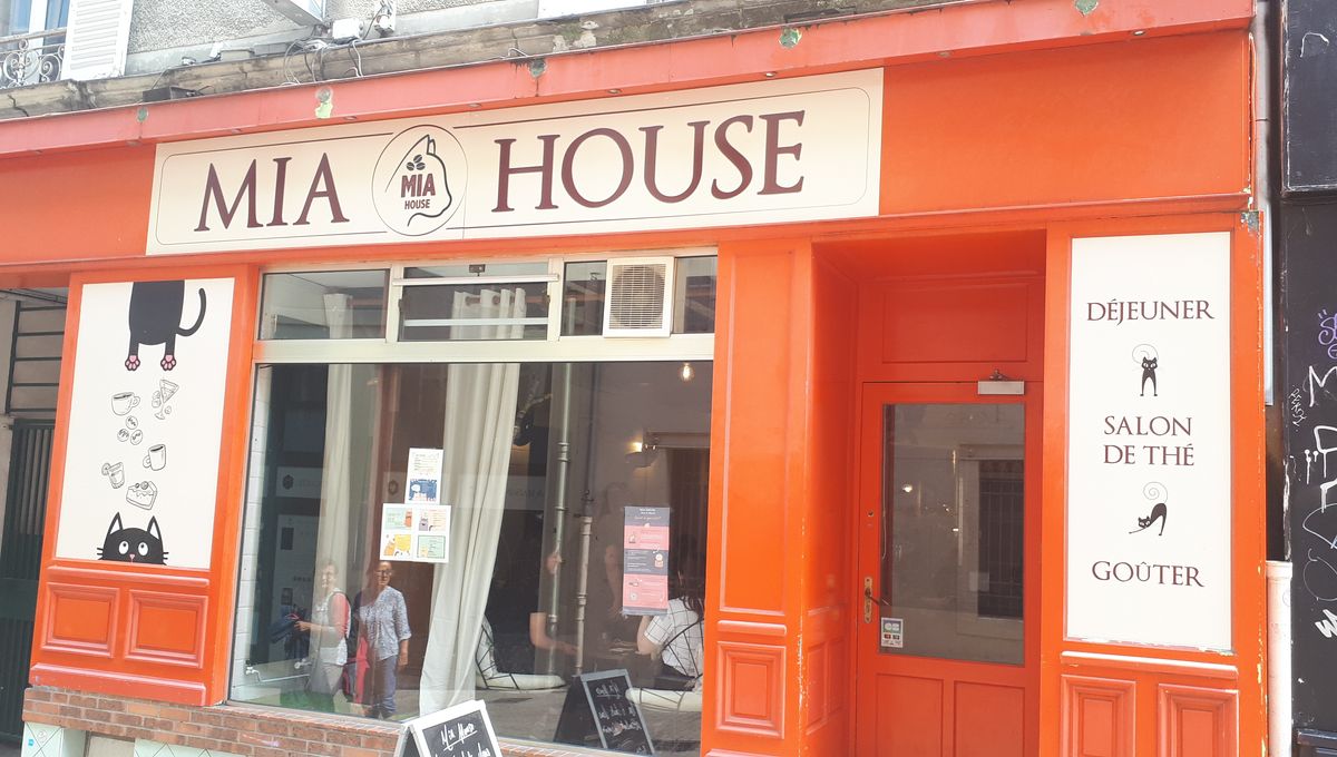 Un Bar A Chats Vient D Ouvrir Au Mans