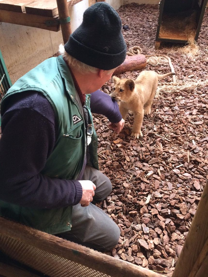 Pierre Thivillon et un jeune lion sauvé par l'association Tonga