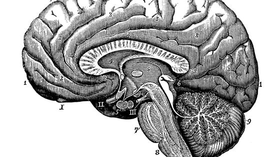 Antique illustration du corps humain anatomie du système nerveux : section du cerveau - Illustrations ©Getty - ilbusca