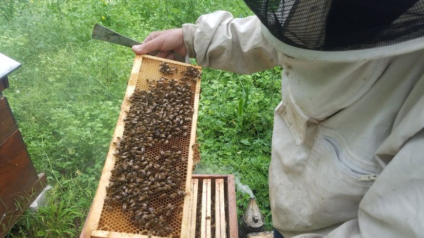 La mortalité des abeilles a drastiquement augmenté en dix ans, faisant flamber les prix de production