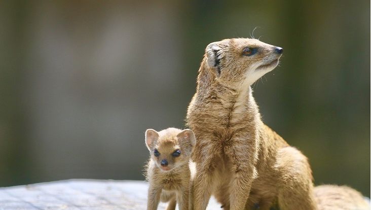 Landes Des Bebes Mangouste Jaune Au Zoo De Labenne
