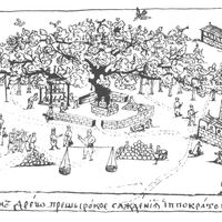 Le platane d'Hippocrate sur l'île de Kos, dessin de Vassili Barski (1701-1747)