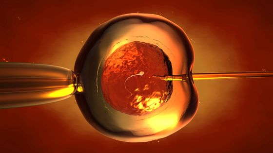 Photo d'une FIV (fécondation in vitro) ©Getty - CHRISTOPH BURGSTEDT/SCIENCE PHOTO LIBRARY