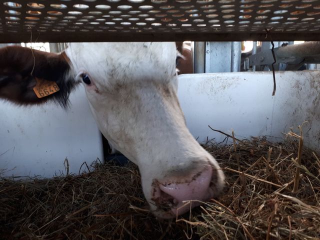 Ici, ces bacs servent à déterminer le type de fourrage que chaque vache préfère