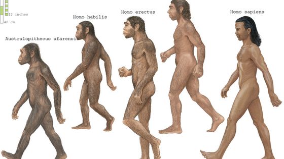 Groupe de Homosapiens, Australopithecus afarensis, Homo erectus, Homo habilis, et Neanderthal. ©Getty - Encyclopaedia Britannica