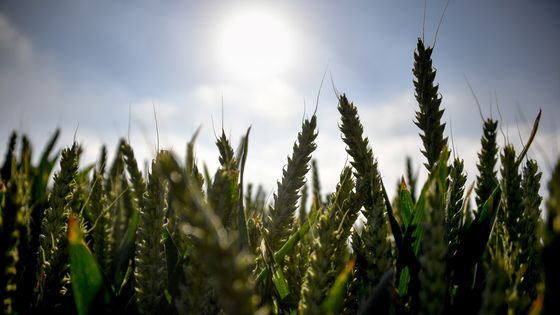 Un champ de blé sous le soleil à Godewaersvelde, dans les Hauts-de-France. (27/06/19) ©AFP - PHILIPPE HUGUEN