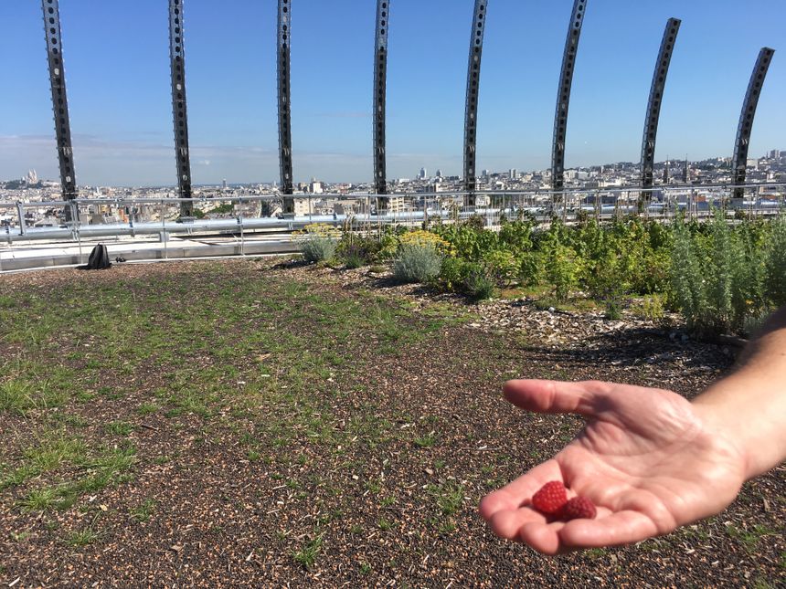 Des framboises sur le toit de l'Opéra Bastille