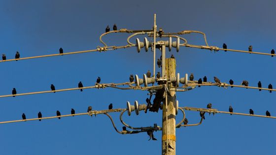 Étourneaux sur un fil électrique ©Getty