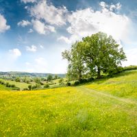An Oak Tree In A Beautiful Rolling Landscape In The Cotswolds, England