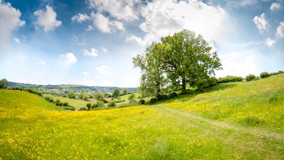 An Oak Tree In A Beautiful Rolling Landscape In The Cotswolds, England ©Getty - : Courtesy Sergei V. Ivanov www.leningradartist.com