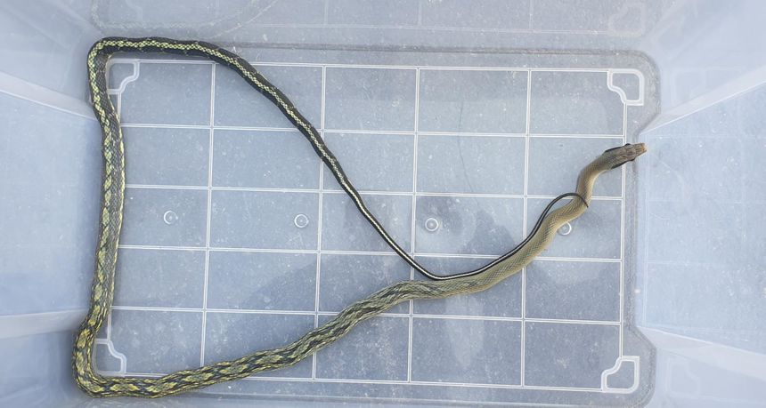 Photo du serpent retrouvé à Valence