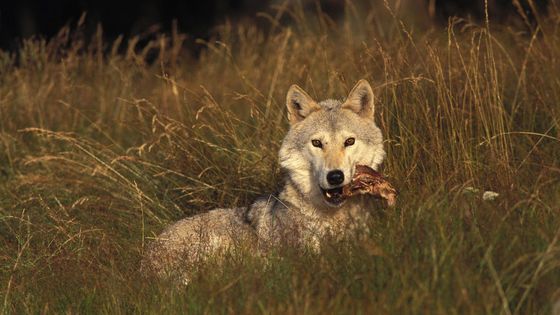 Loup ©Getty - Raphael GAILLARDE / Contributeur
