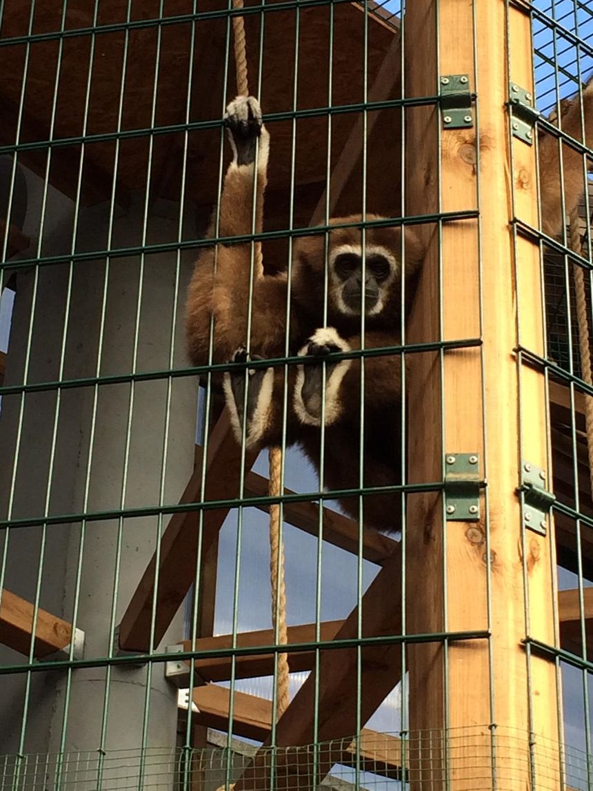 Les singes profitent de serres conçues pour leur épanouissement
