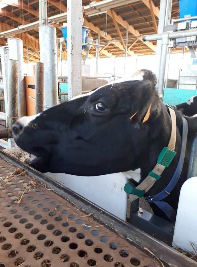 Une vache équipée d'un collier GPS