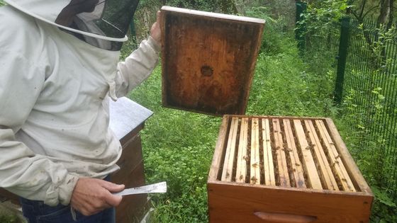 Pour la première fois en 20 ans, l'apiculteur Dominique Céna a dû nourrir ses abeilles ©Radio France - Thomas Larabi