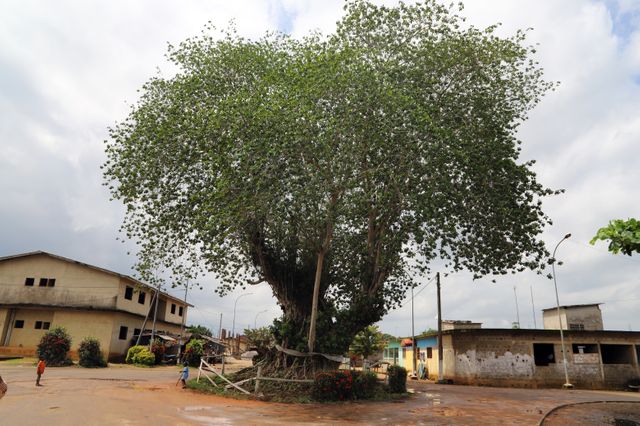 Le Krindja, l'arbre sacré, au pied duquel a eu lieu la cérémonie d’intronisation du "prince" Michael Jackson en 1992.