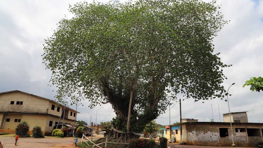 Le Krindja, l'arbre sacré, au pied duquel a eu lieu la cérémonie d’intronisation du "prince" Michael Jackson en 1992.