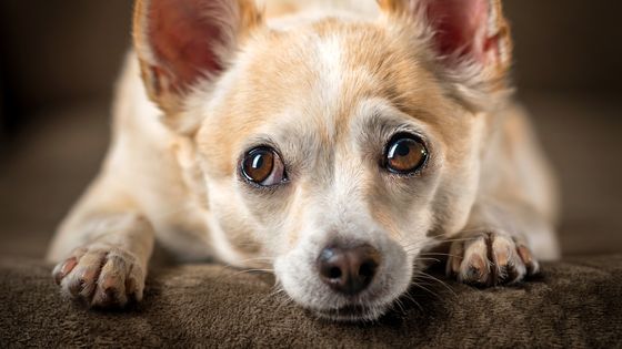 L'anatomie faciale des chiens a changé au cours des millénaires pour leur permettre de mieux communiquer avec les humains ©Getty - Hillary Kladke