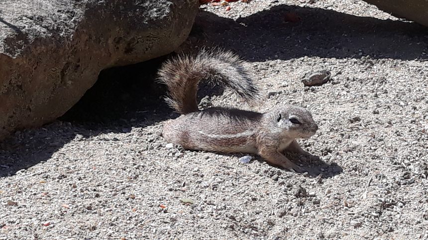 L'écureuil du Cap se protège du soleil aux jardins animaliers Biotropica à Val-de-Reuil (27)