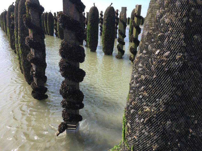 La mytiliculture est le vrai nom de l'élevage de moules.