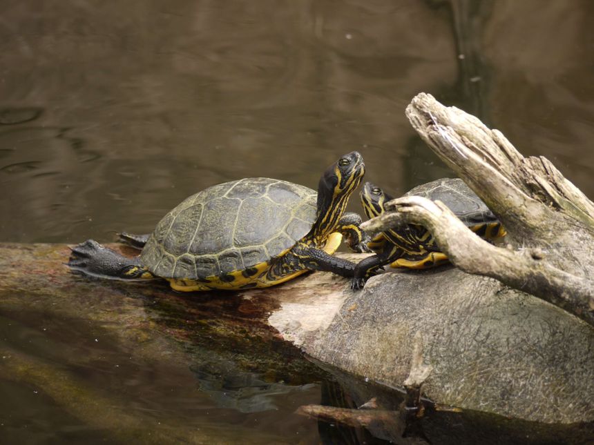 Tortues de Floride aux jardins animaliers Biotropica à Val-de-Reuil (27)