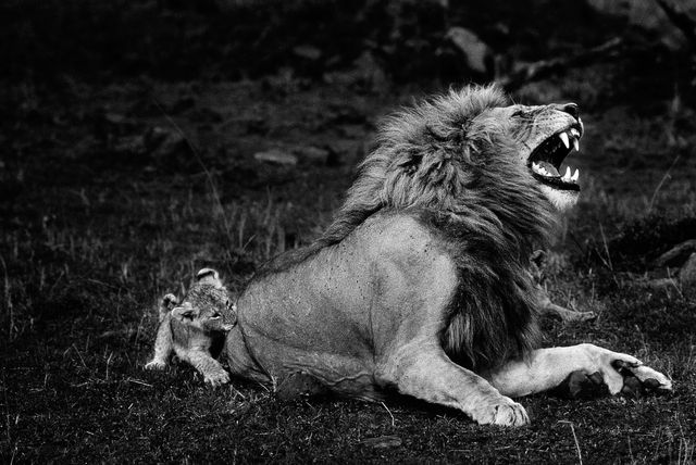 Le lion