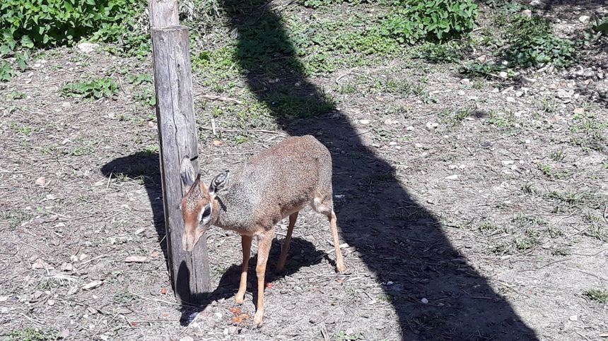Femelle Dik Dik de Kirk aux jardins animaliers Biotropica à Val-de-Reuil (27)