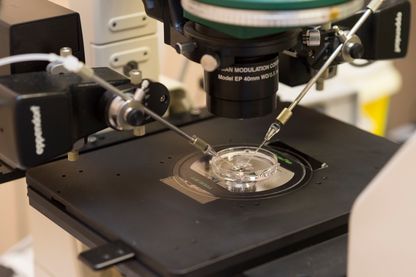 PMA : à la recherche de ses origines