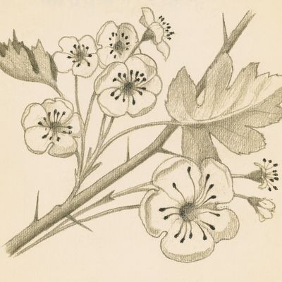 Hawthorn (Crataegus monogyna)