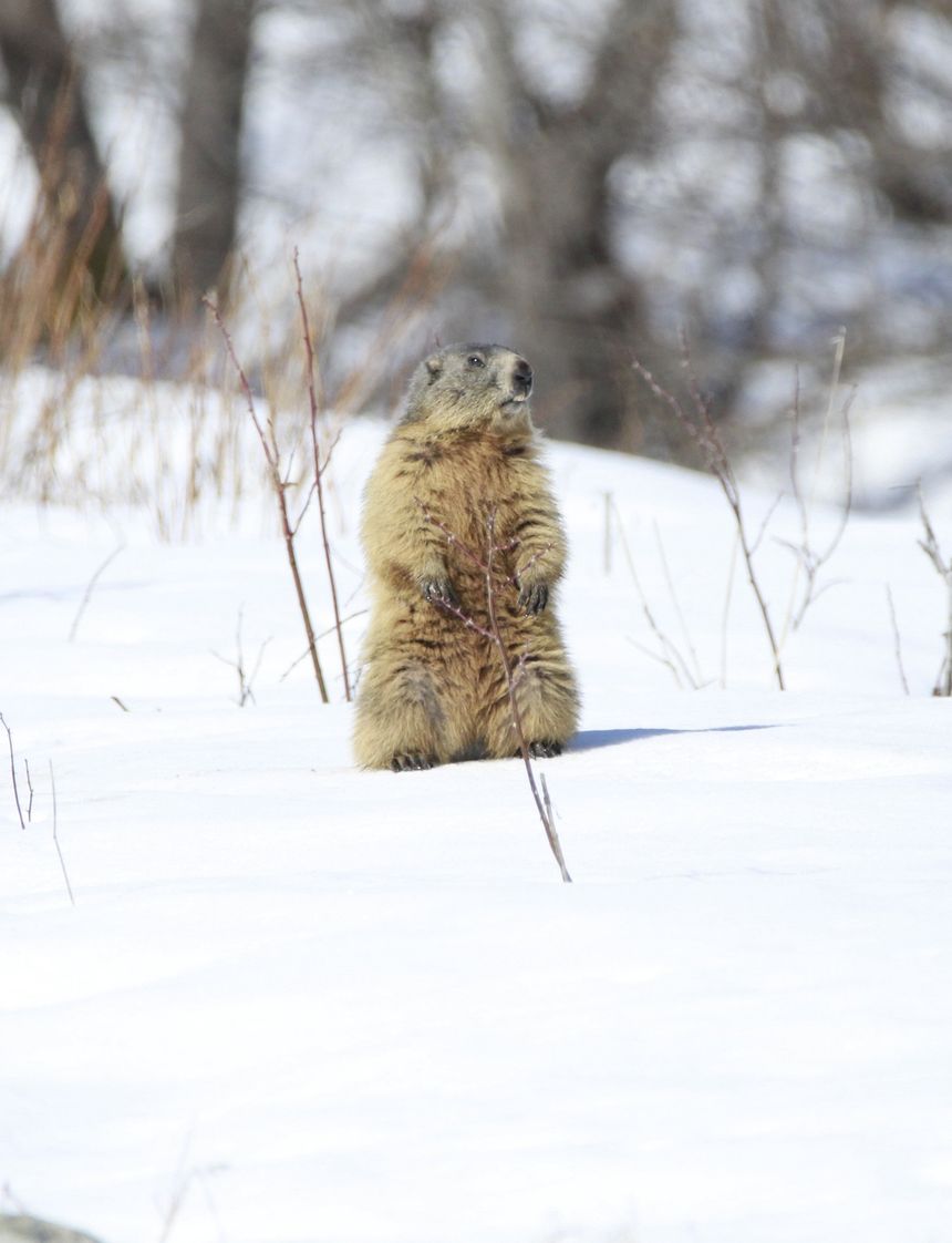 marmotte aux aguets